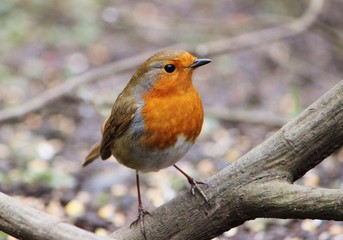 Fototapeta premium Close-up image of a Robin (Erithacus rubecula).