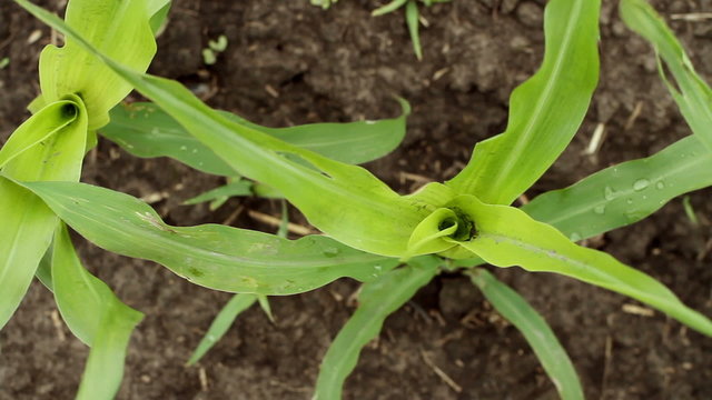 A field of young sweet corn