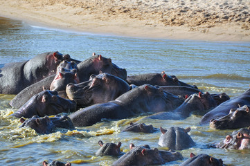 Hippo pool, Serengeti National Park, Tanzania, East-Africa