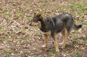 Outdoor portrait of stray female of wolfcolor dog at spring season waiting for cute male