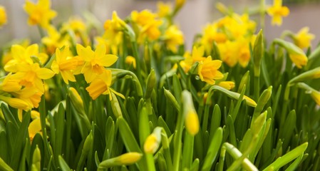 Obraz premium Yellow daffodils blooming beet Keukenhof Gardens springtime