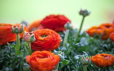 Ranunkel Elegance Ã‚ ranunculus orange macro