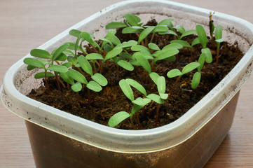 Young Seedling Marigold plant