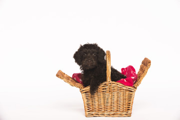 Labradoodle puppy in a basket © mickjay2
