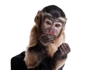 Selbstklebende Fototapete Affe kleiner Affe, ein Portrait im Studio