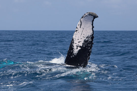 Humpback Whale Tail Disappearing Below Surface