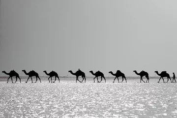 Photo sur Plexiglas Chameau Des bergers Afar guident une caravane de chameaux. Danakil-Éthiopie. 0277-2
