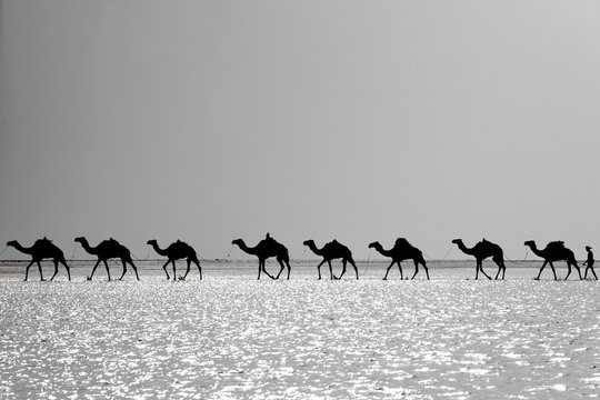 Afar herders guide a camel caravan. Danakil-Ethiopia. 0277-2