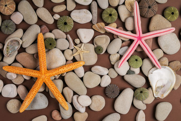 background with seashells and starfish