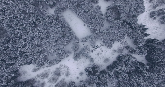 AERIAL 4K: View of Winter Forest