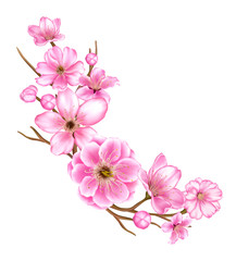 Sakura, cherry blossom branch illustration 