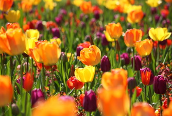 Fototapeta premium Meadow with beautiful multicolored tulips, bright sunny scene