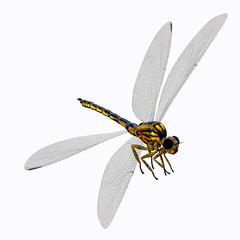Meganeura Dragonfly Body - Meganeura was an insect dragonfly that lived in the Carboniferous Period of France and England.