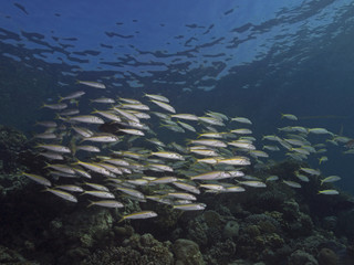 Fototapeta na wymiar Yellowfin Goatfish, Gelbflossen-Meerbarben (Mulloides vanicolensis)