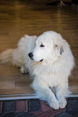 A profile shot of a white, long-haired Labrador Retriever 