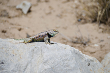 Colorful Mojave Desert Iguana resting on a rock in front of a sandy background