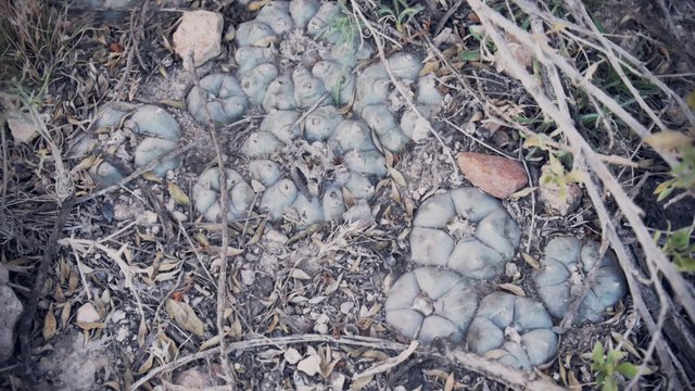Peyote (Lophophora williamsii): hallucinogenic plant of Central America 