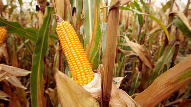 Spadix of sweet corn