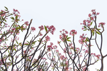 Pink plumeria flowers and tree pattern isolated on white backgro