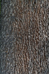 Background from bark of unknown conifer tree