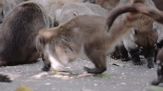 Herd of Coatis Ring-tailed walking in the jungle