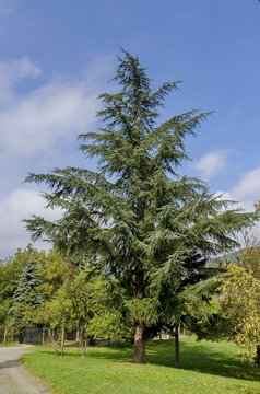 Unknown conifer tree in Pancharevo park, Bulgaria