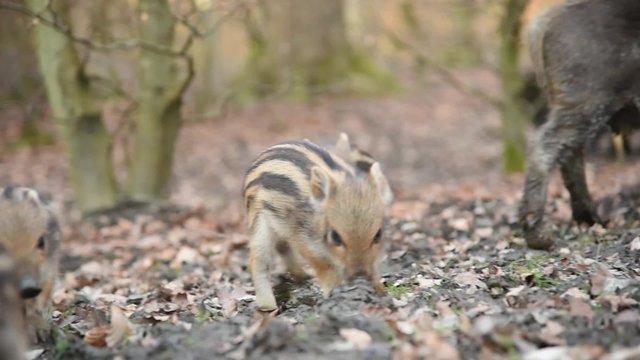 Rudel Wildschweine mit Frischlingen im Wald