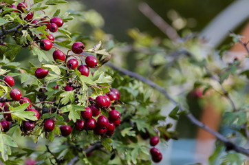 Plain hawthorn (Crataegus monogyna) shrub with fruits, Bulgaria