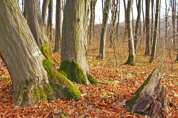 Hornbeam trunks in autumn