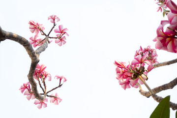 Pink plumeria flowers and tree pattern isolated on white backgro
