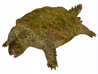 Fototapeta premium Proganochelys Turtle Body - Proganochelys is the second oldest turtle species discovered and lived in Germany and Thailand in the Triassic Period.
