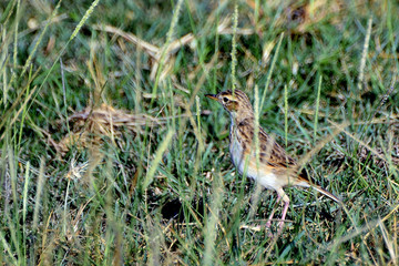 African pipit, Amboseli National Park, Kenya
