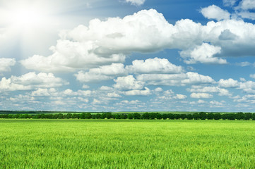 spring landscape, green field and blue cloudy sky