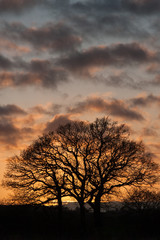 Fototapeta premium Silhouetted Tree