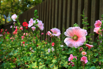 Obraz premium flower in garden