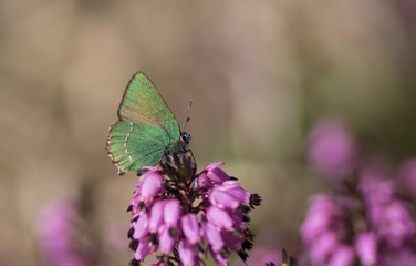 Grüner Zipfelfalter auf Erika