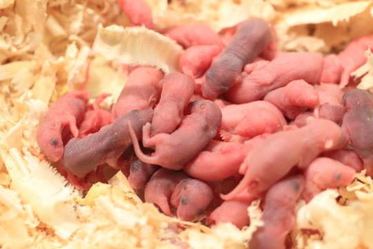 small newborn mouses
