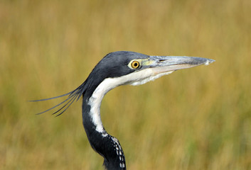 Black-headed heron, Amboseli National Park, Kenya