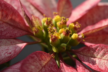 Пуансеттия 