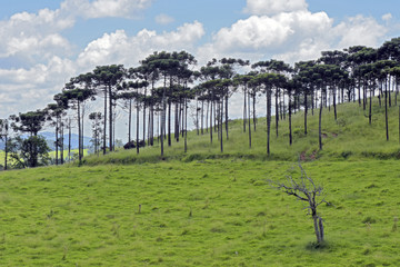 Fototapeta na wymiar Bucolic landscape with meadows and pine trees