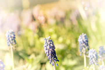 flowers Muscari in nature, the effect has been applied