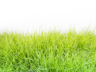 Green grass isolated on white background
