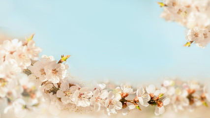 background of branch of blossoming cherry on blue