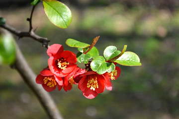 Branch of Japanese quince in blossom