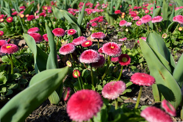 Bellis perennis (English daisies)