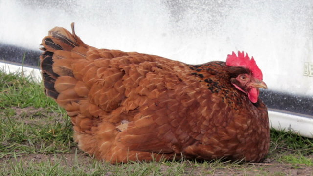 chicken sleeps/hen sitting on the grass and sleeping in the yard