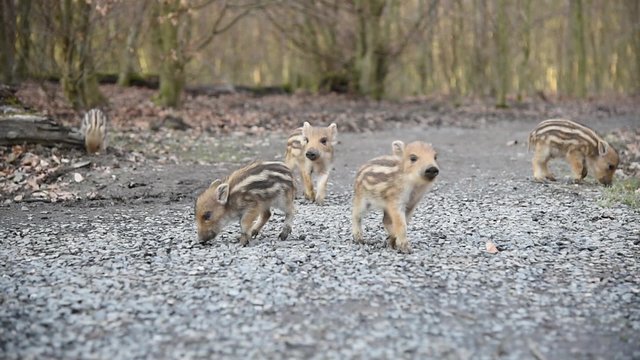 Rudel Wildschweine mit Frischlingen im Wald