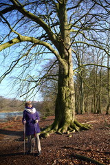 Naklejka na ściany i meble tree/ beautiful old tree standing in the forest and being admired by an elderly woman