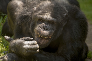 Chimpansee laat tanden zien.