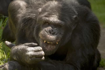 Foto auf Leinwand Chimpansee laat tanden zien. © photoPepp
